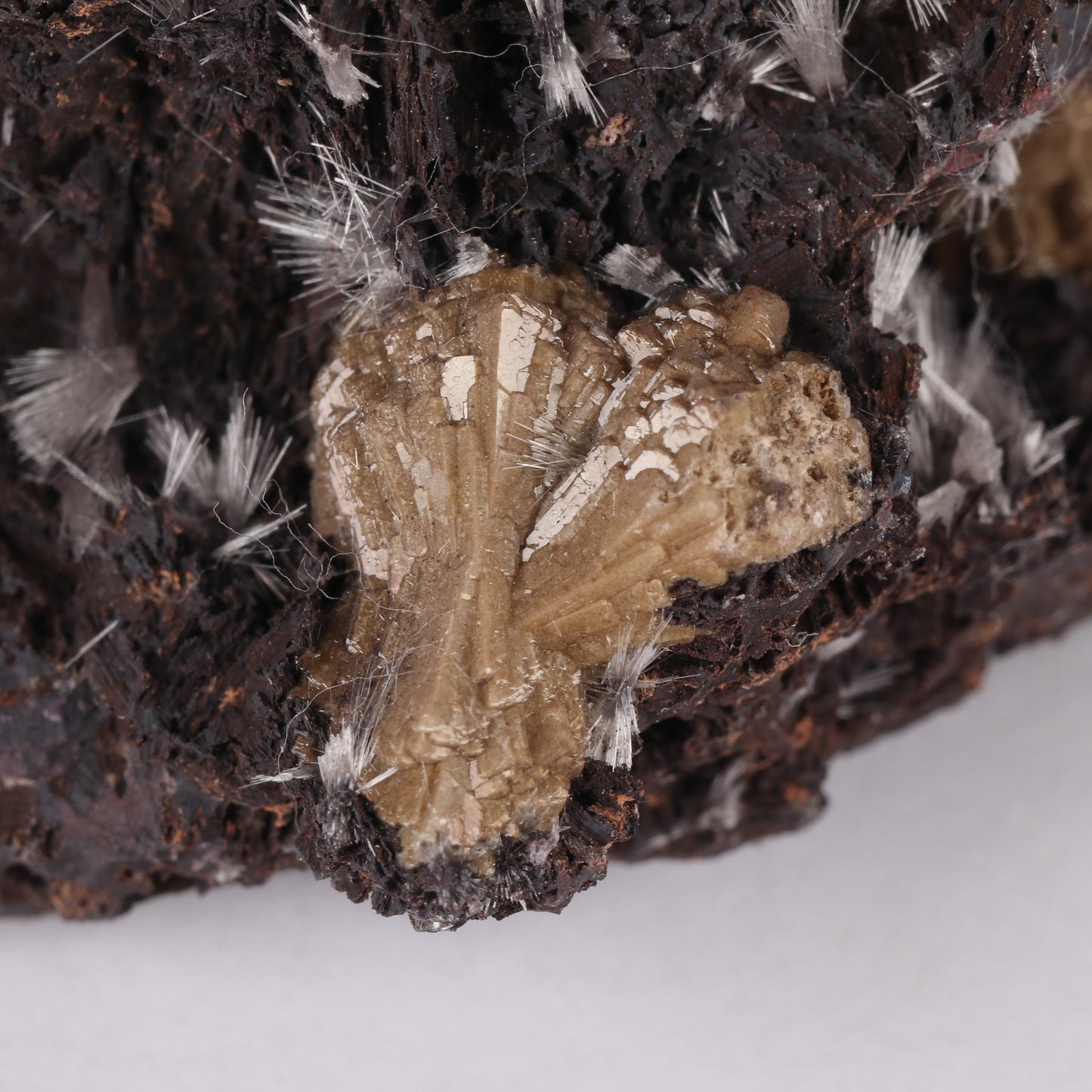 Bultfonteinite & Olmiite