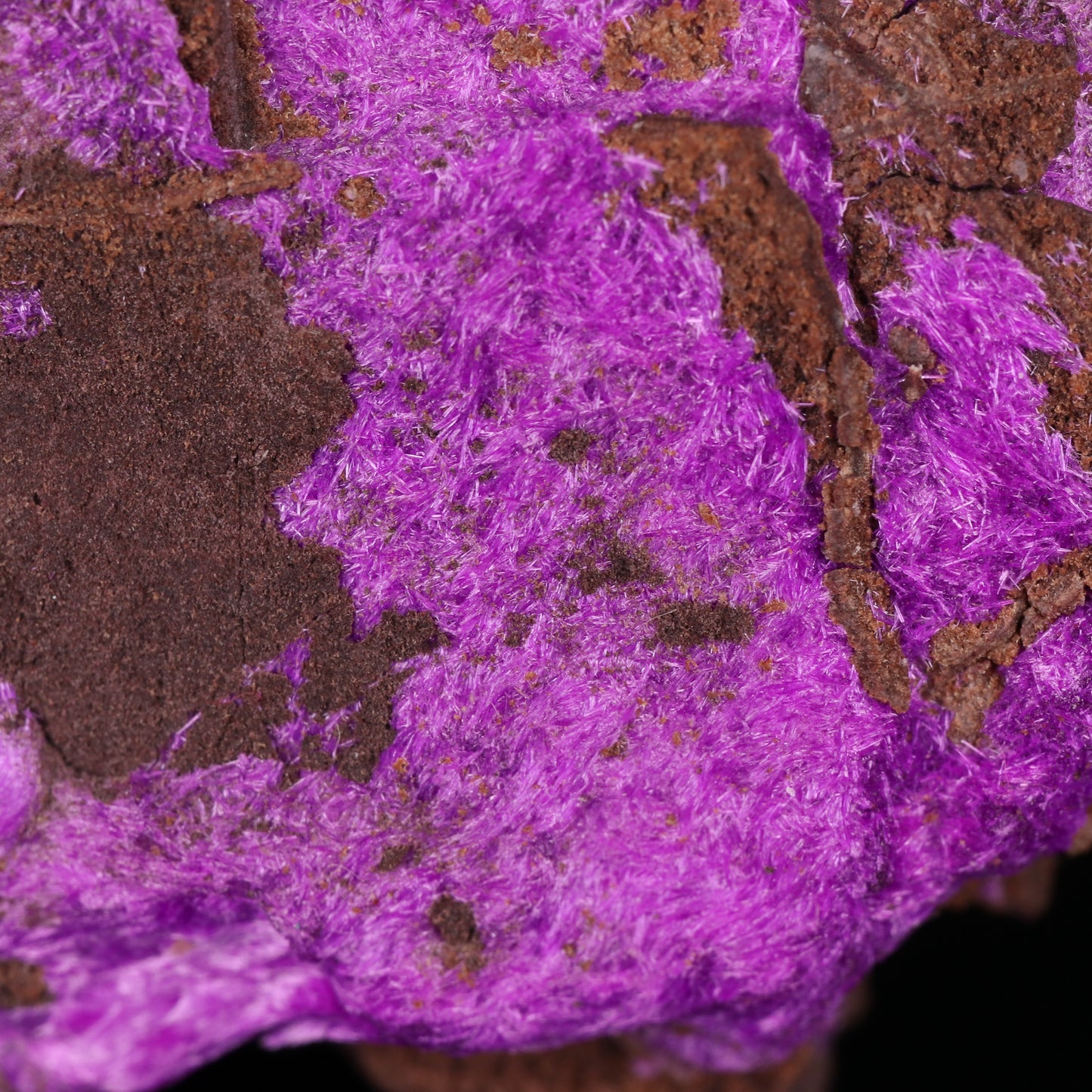 Fibrous Sugilite on Matrix