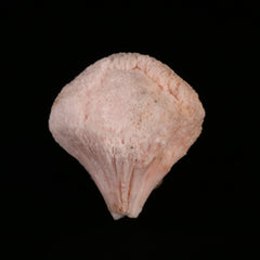 Kutnohorite