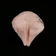 Kutnohorite