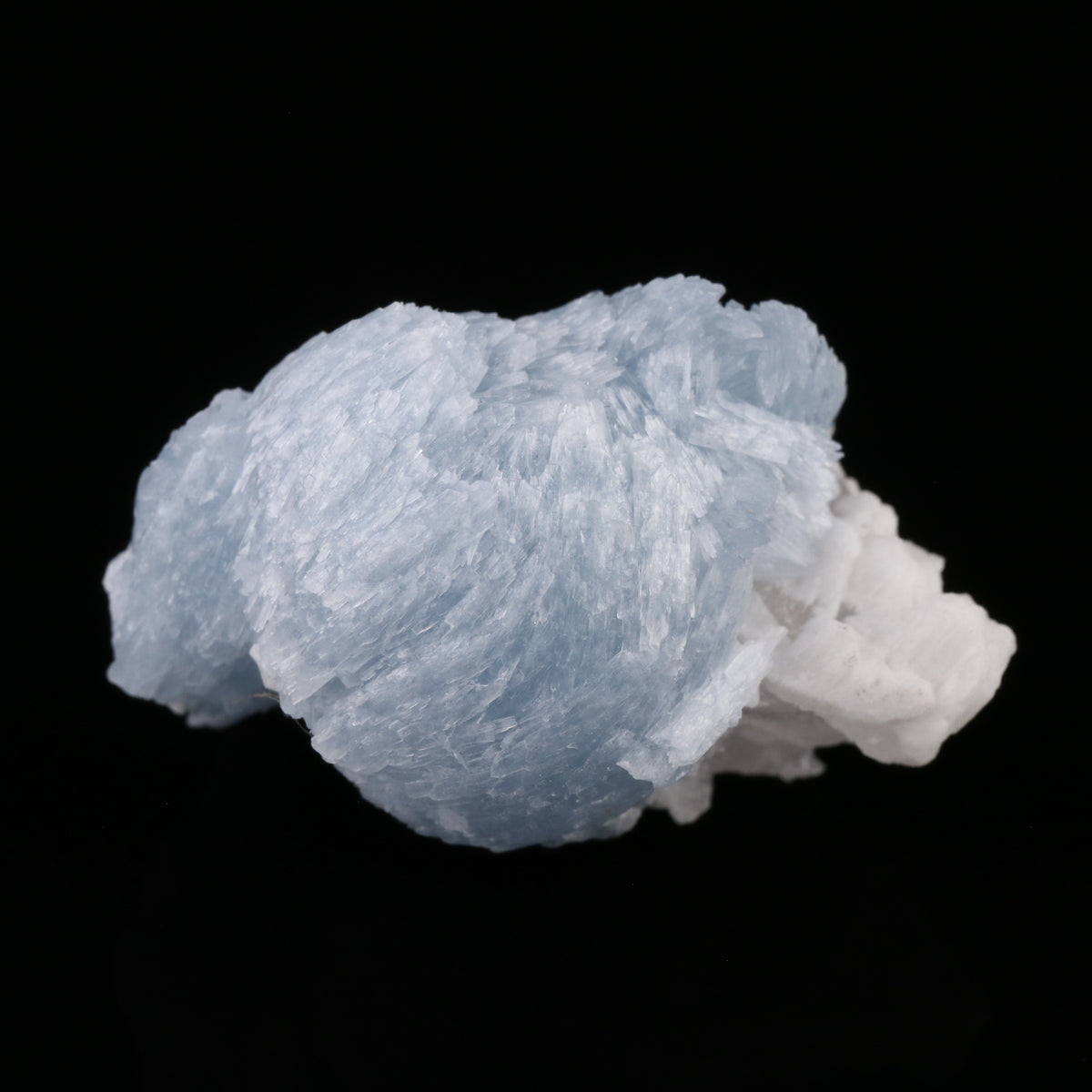 Celestine - photo 5